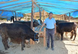 Manavgat'ın kurbanlıkları Erzurum'dan