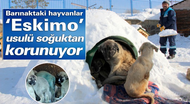 Barınaktaki hayvanlar ‘Eskimo' usulü soğuktan korunuyor