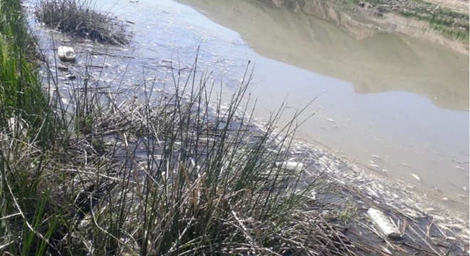 Karasu'daki balık ölümleri araştırılıyor