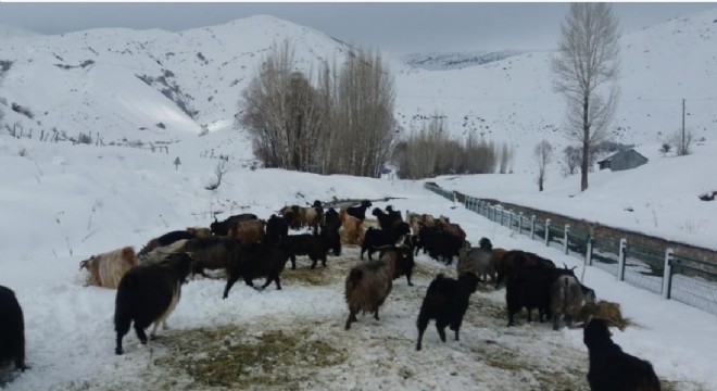 Karlıova'da besicilerin kış mücadelesi