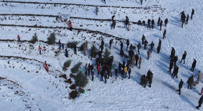 Konaklı'da binlerce fidan toprakla buluştu