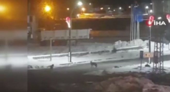 Kurtlar İlçe'ye indi