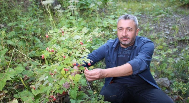 Oltu'da böğürtlen mevsimi
