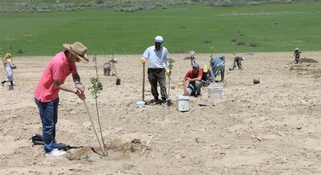 Tekman ve Karaçoban'da meyvecilik atılımı