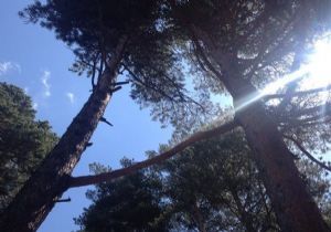 Hisar'da ilginç ağaç görüntüsü