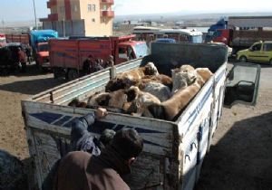 Erzurum'dan, İstanbul'a, İzmir'e, Ankara'ya... 