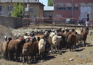 İşte Erzurum'da kurbanlık fiyatları