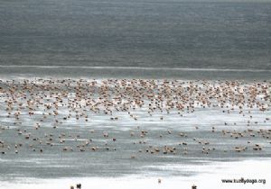 KuzeyDoğa'dan bir ilk